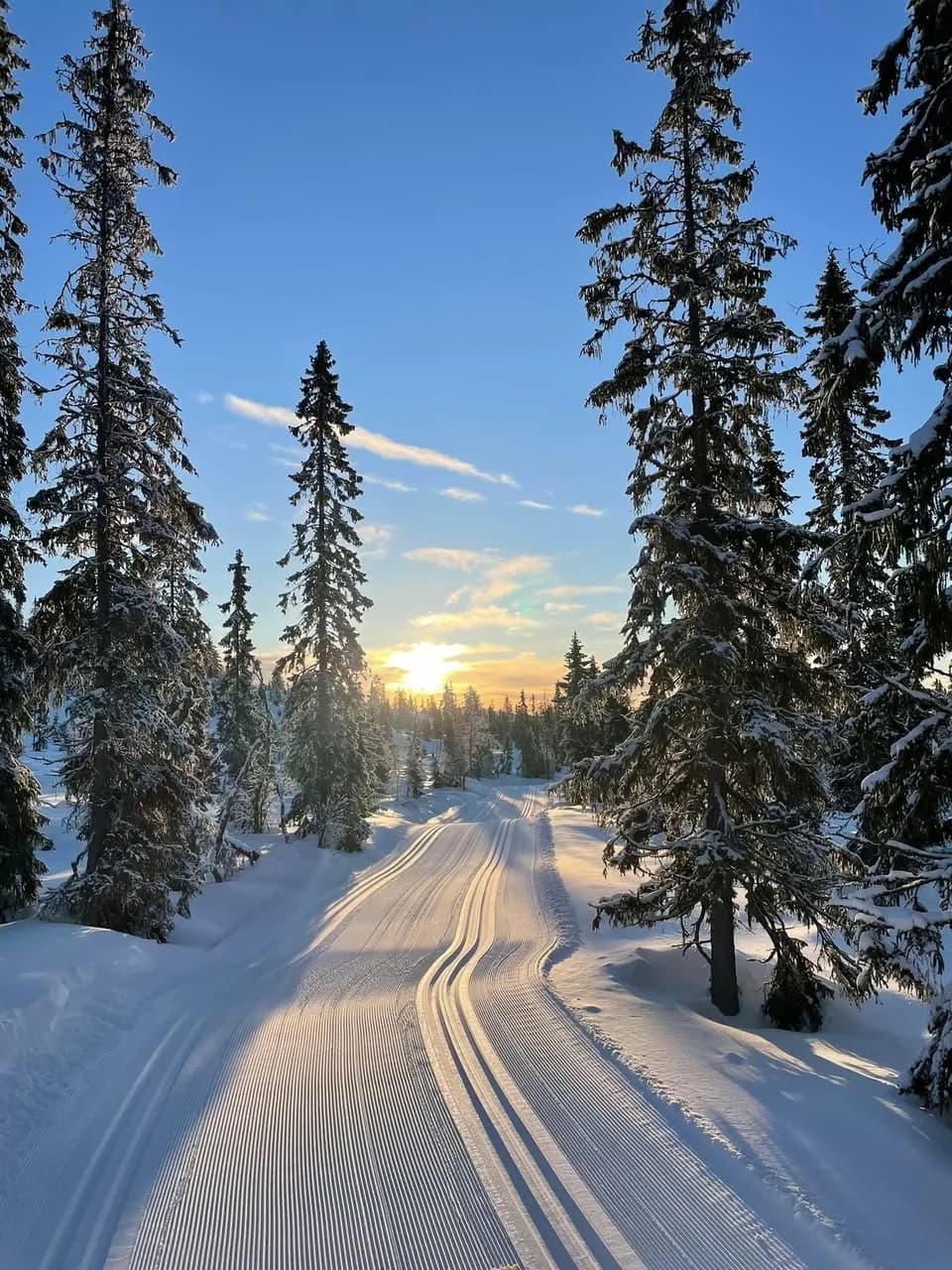 Preparerte skispor gjennom snødekt skog